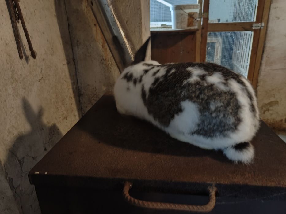 Samiec królika  nowozelancki