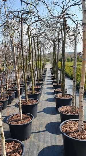 Grab, Klon, Wiśnia  DRZEWA ALEJOWE Szkółka WEBER Kicin