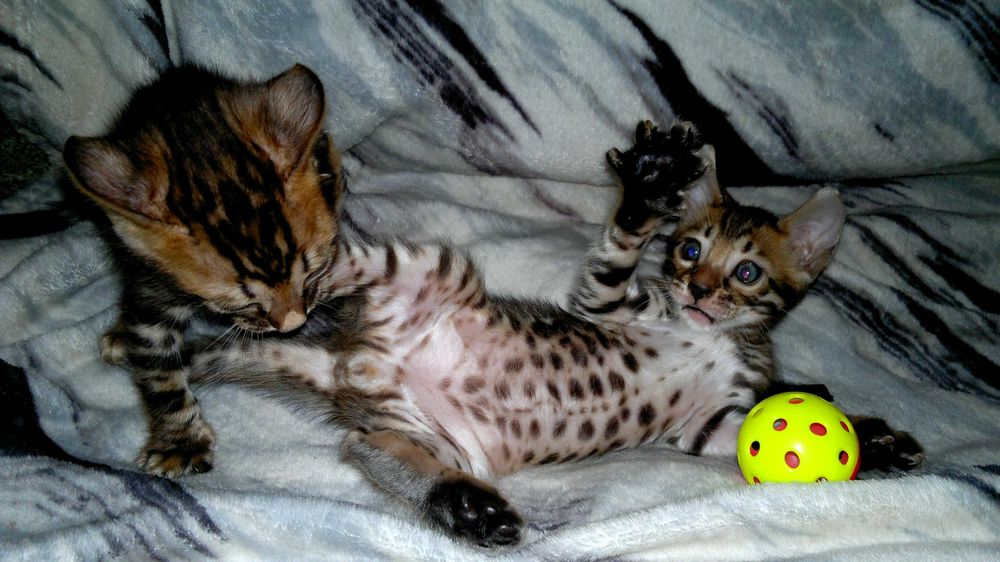 Бенгальські кошенятка в яскравих шубках