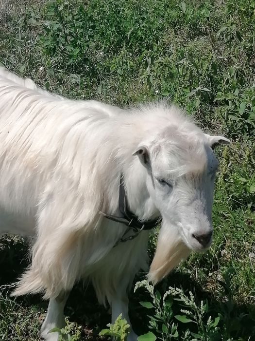 Козел Ломанча чекає на кізочку