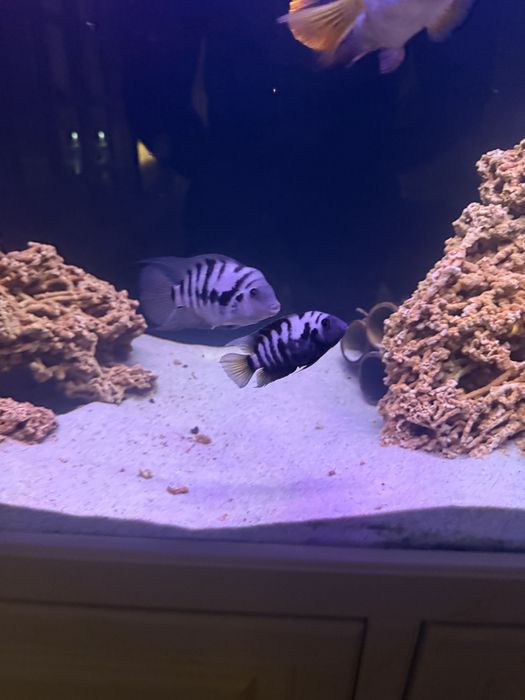 Подарую нерестову пару рибок акваріумних тригібридний папуга тигровий