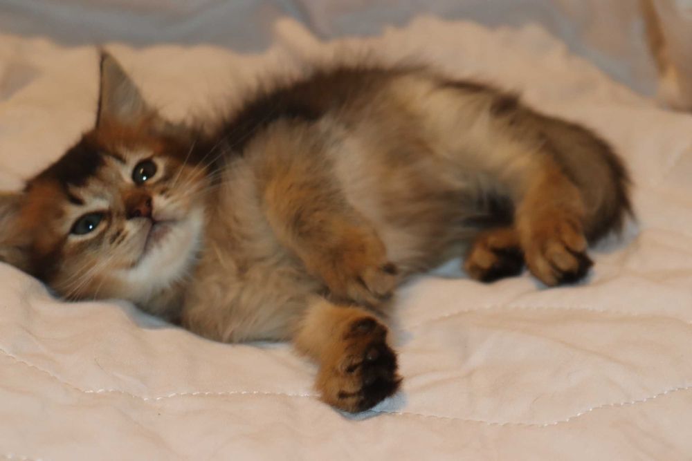 Сомалийский котенок кошечка