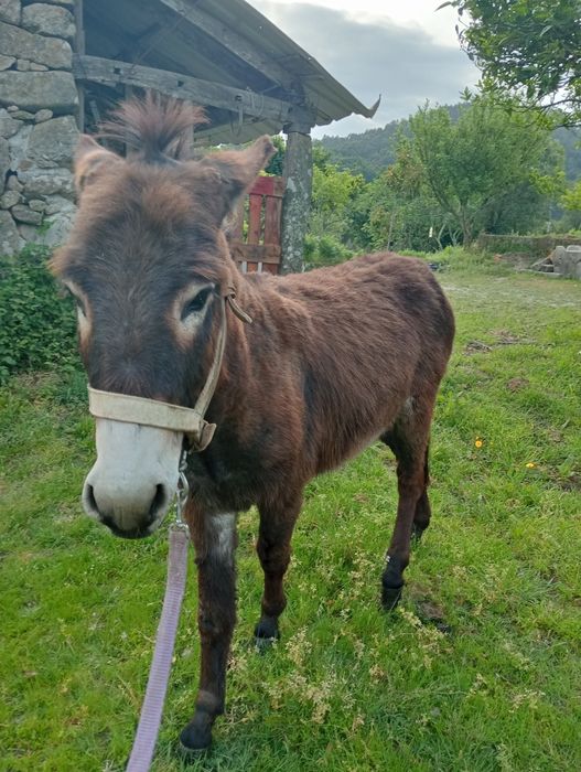 Vende se Burro 3 anos