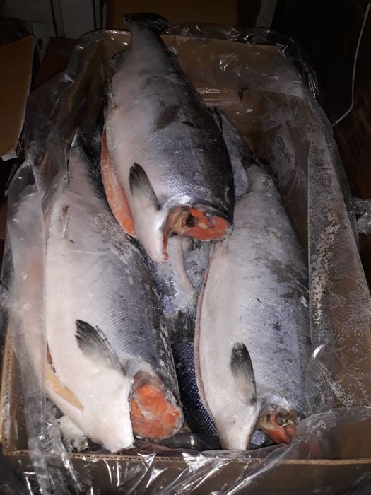 Кінг кліп, риба, кижуч, форель, філе, сьомга, тунец, лангустины