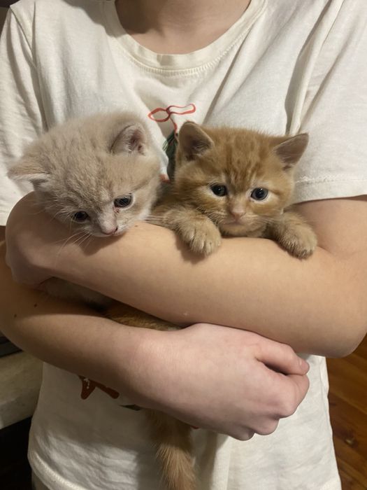 Продаються кошенята бобтейл