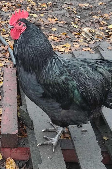 Australorp,legbar, araukany kogut