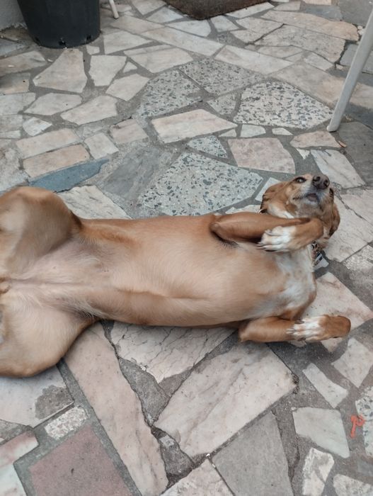 Dog walking passeios para cães