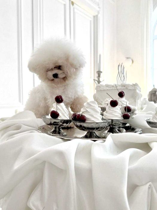 Мини Бишон (Китай)