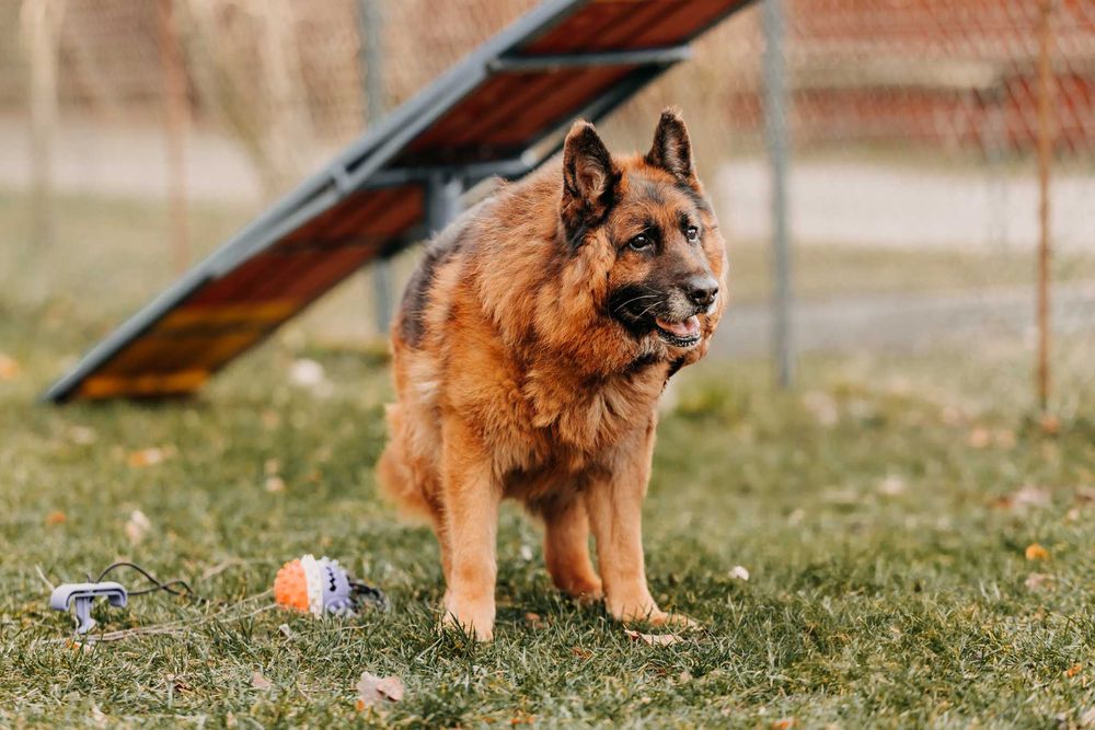 Sympatyczny, spokojny, zrównoważony Sting poleca się do adopcji!!!