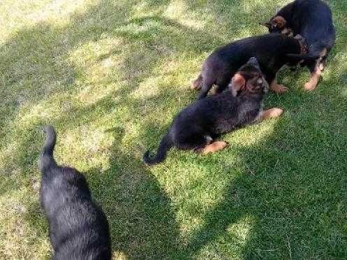 Owczarek niemiecki krótkowłosy fci