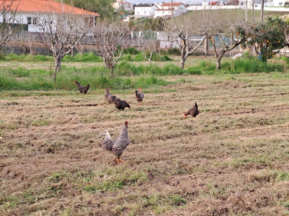 Ovos galados pedrês portuguesa