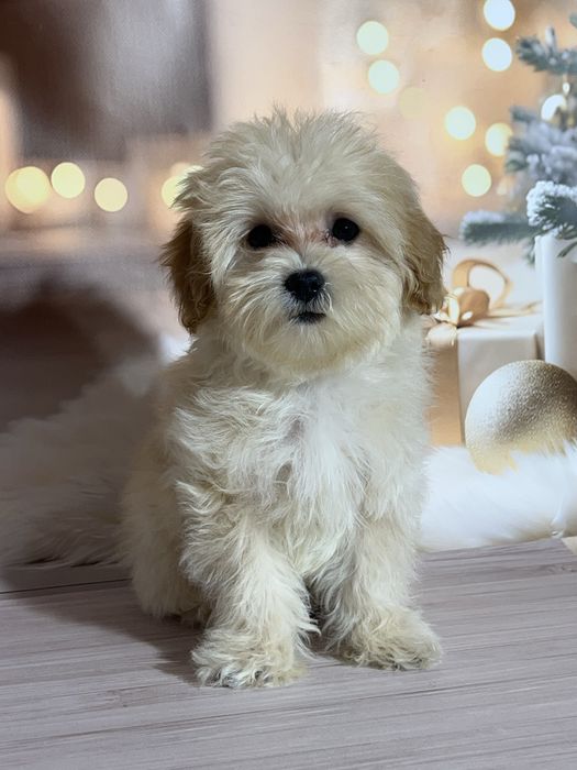 Дівчинка Мальтипу . Київ