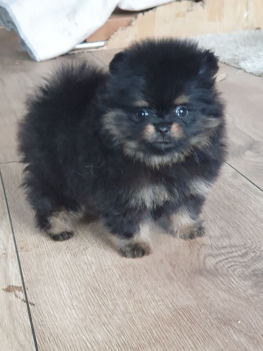 Szpic miniaturowy pomeranian/Malutka laleczka