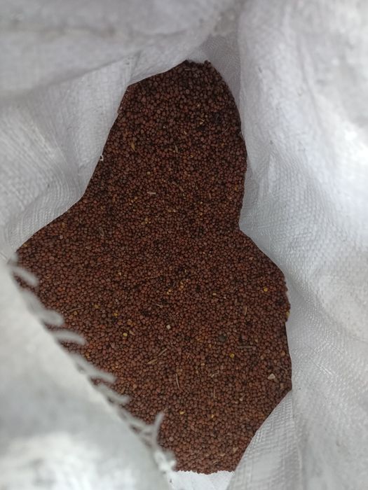 Pszenżyto ozime Aveo owies mieszanka