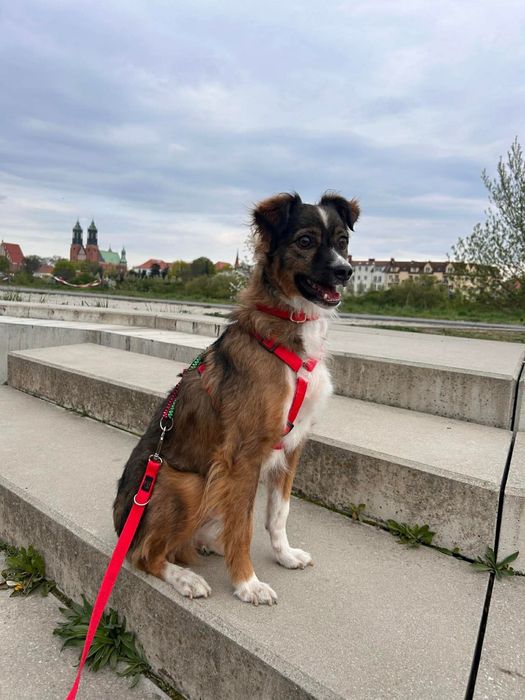 Maksiu czeka na dom - adoptuj