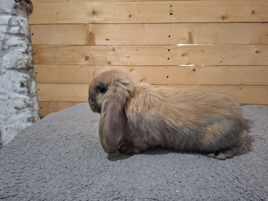 Samica francuski barana Madagaskar