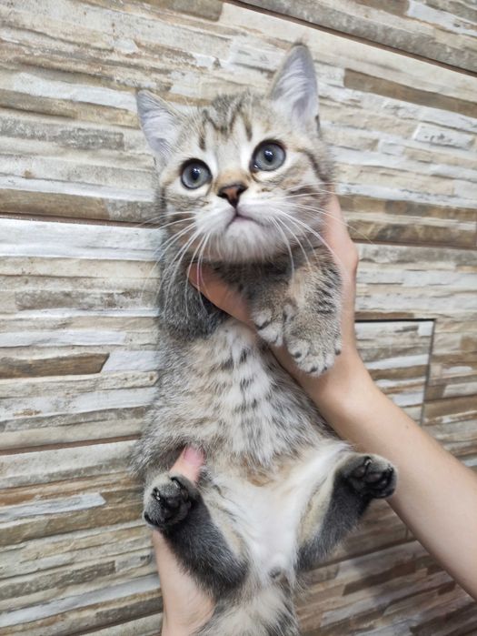 Шотландське кошеня