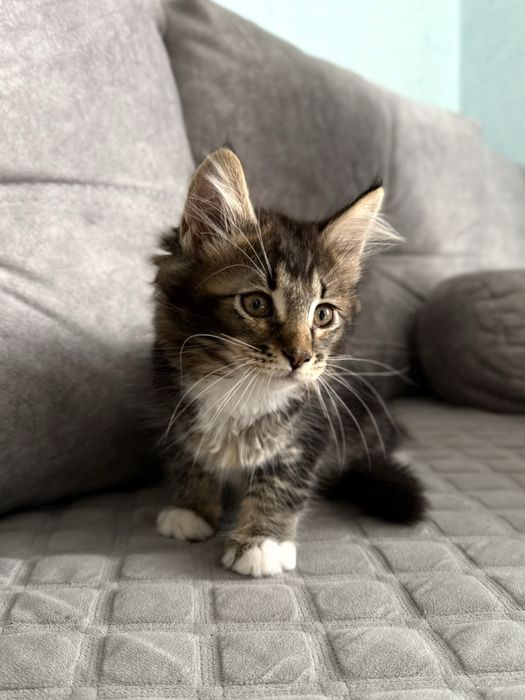 Котик мейн кунчик  2,5 місяці