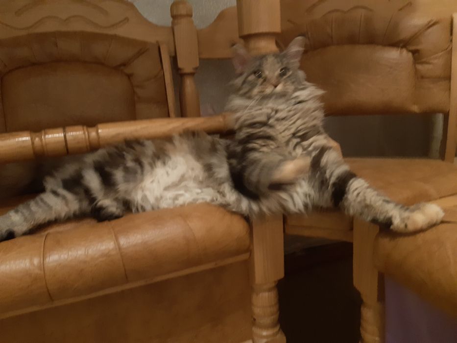 Продажа кошки добрая