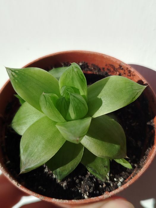 Суккуленти по 15 грн