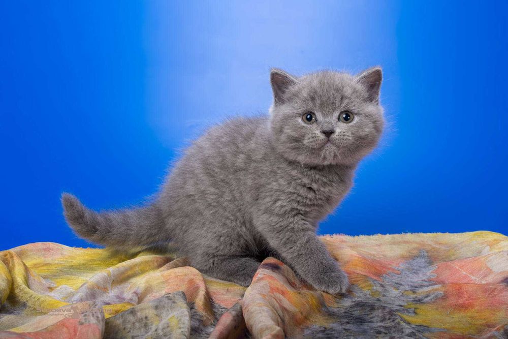 Gatinho criado em ambiente familiar