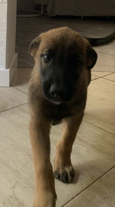 Owczarek Belgijski Malinois Samiec