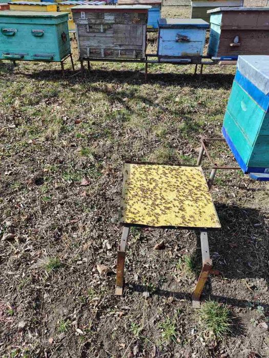 Продам бджоло пакети та сім"ї