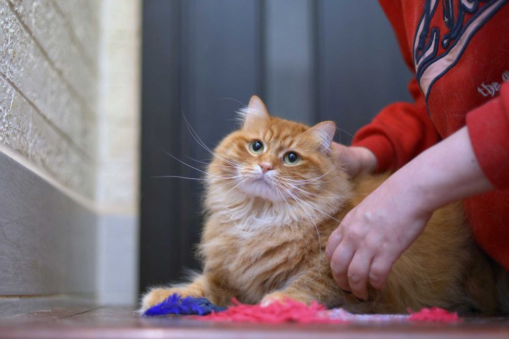 віддам кота, лагідний, 3 рочки