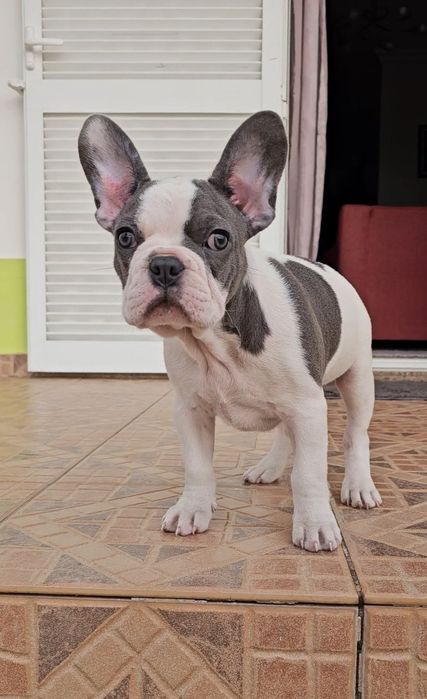 Bulldog Francês Blue Pied