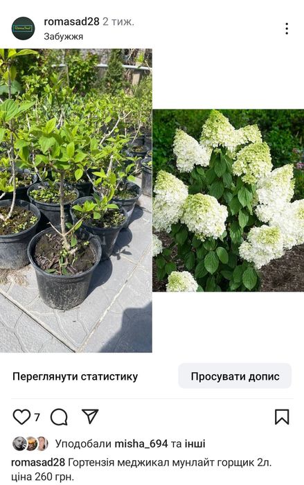 Гортензії різні сорти