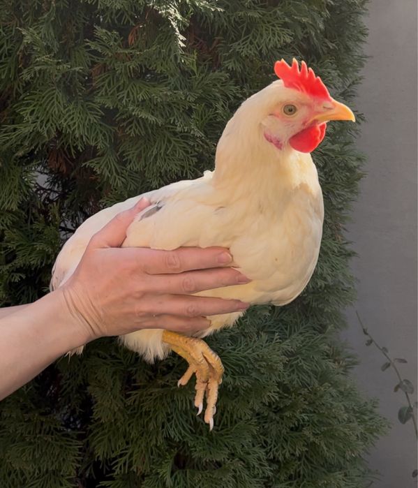 Кури молоді несушки