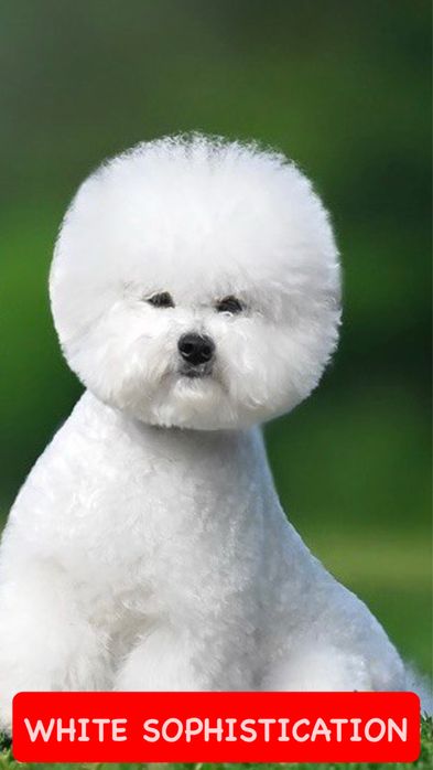 Вʼязка /парування БІШОН ФРІЗЕ КСУ, Луцьк-Рівне-Хмельницький-Львів