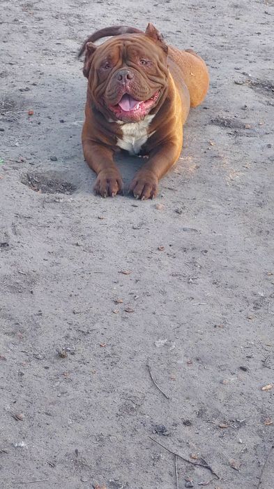 Ліловий булли покет