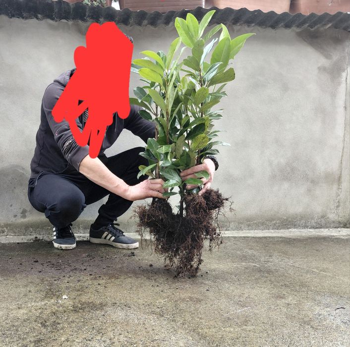 Louro Cerejo (lauros) - para fazer sebes