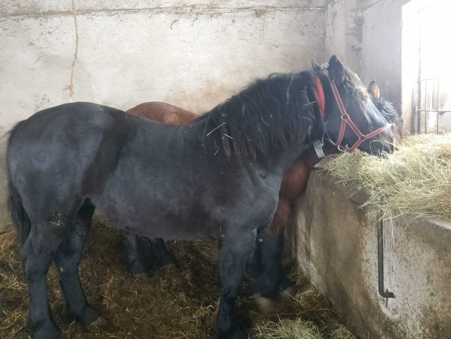 Ogier i dwie Kobyłki