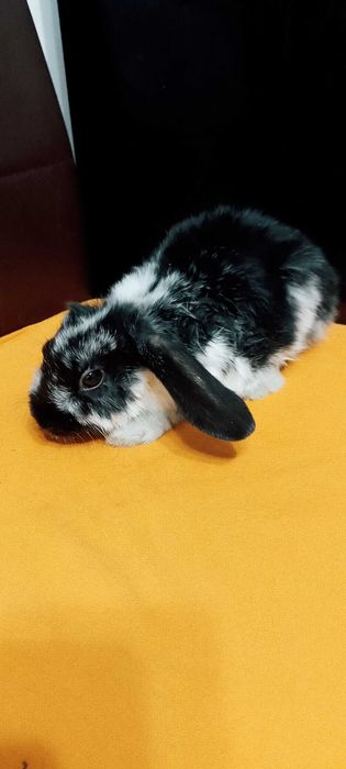 Króliczki miniaturki baranki i inne