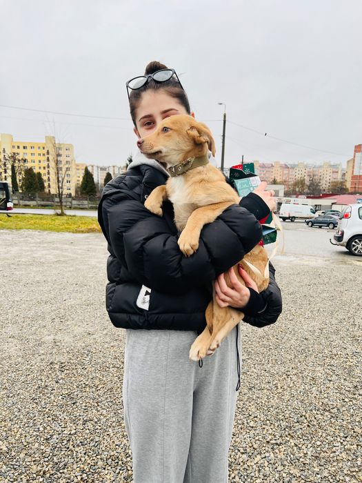 Курʼєрська доставка тваринок