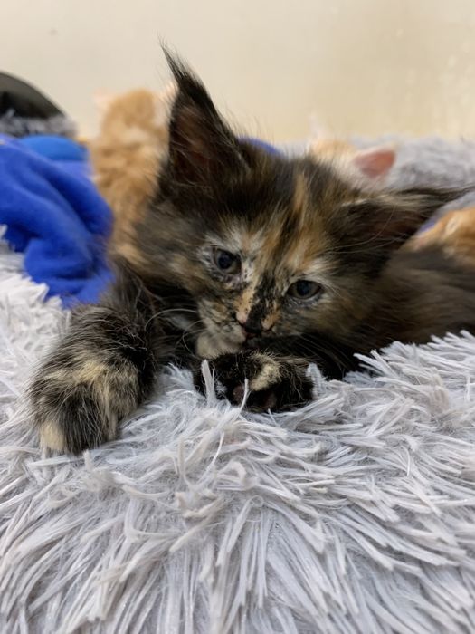 Кошеня мейн-кун з родоводом