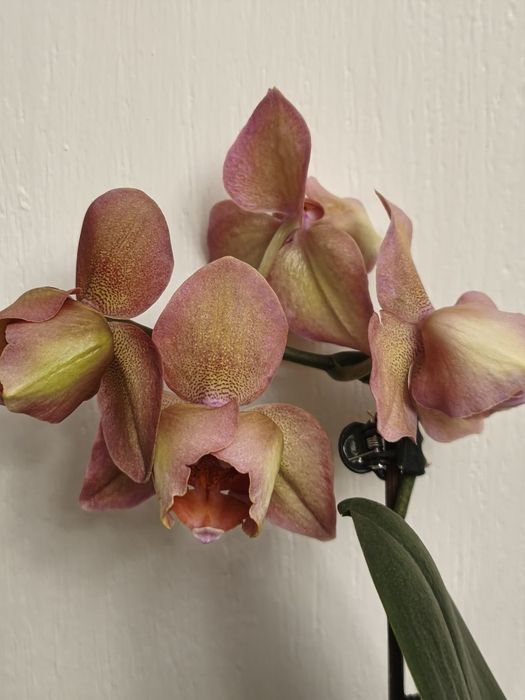 Продам орхідею Легато
