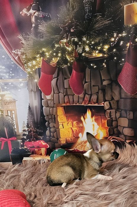 Chihuahua tricolor piesek xs