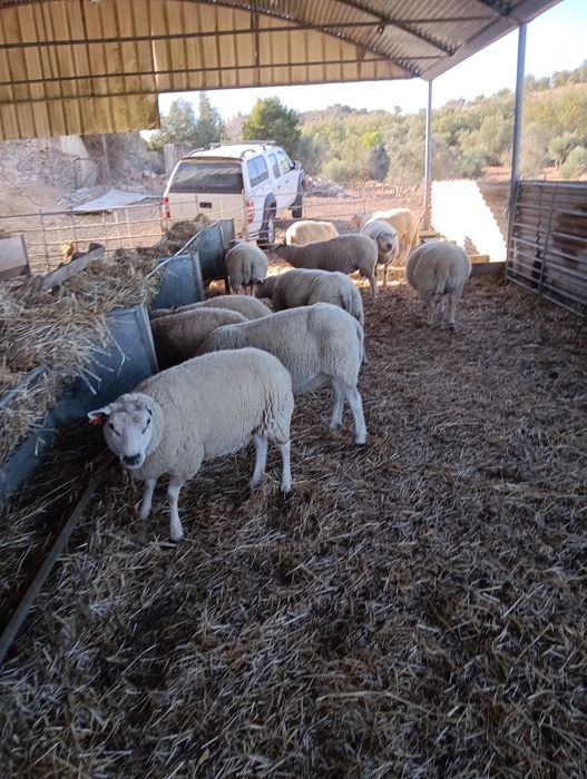 Ovelhas texel venda