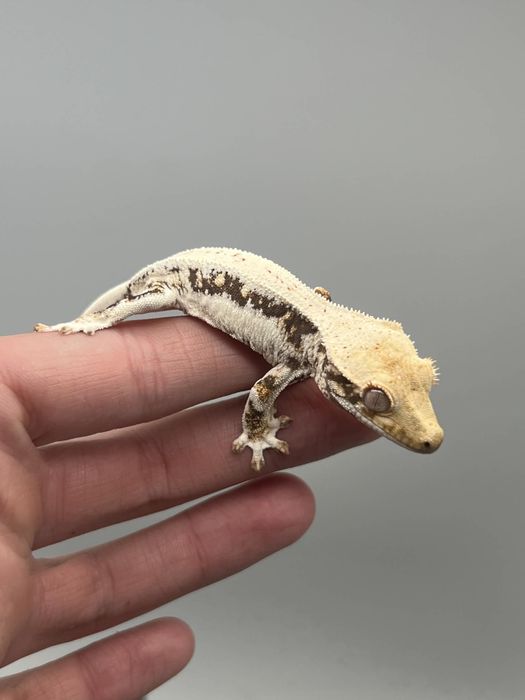 Gekon orzęsiony lily white terrarium transport