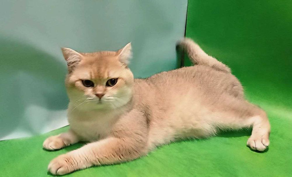 Золота шиншилка хлопчик