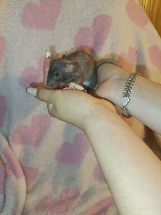 Пацючки    сфінкси