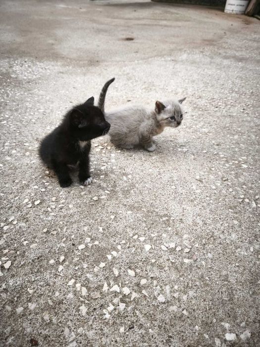Gatinhas para adoção