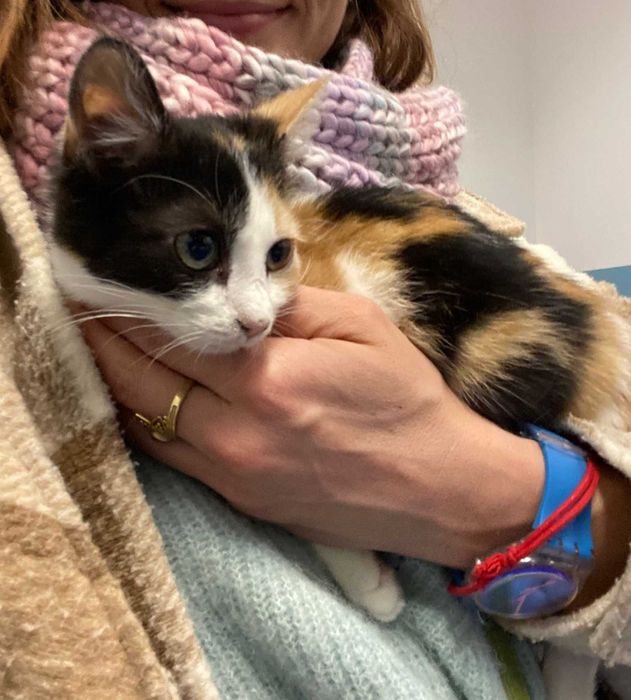 MOLLY – wieczne kocie dziecko