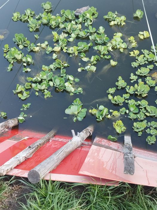 Rośliny do oczka wodnego pistia rozetkowa