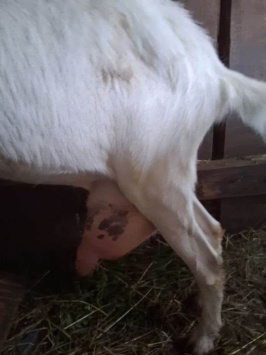 Dwie kozy z mlekiem sprzedam