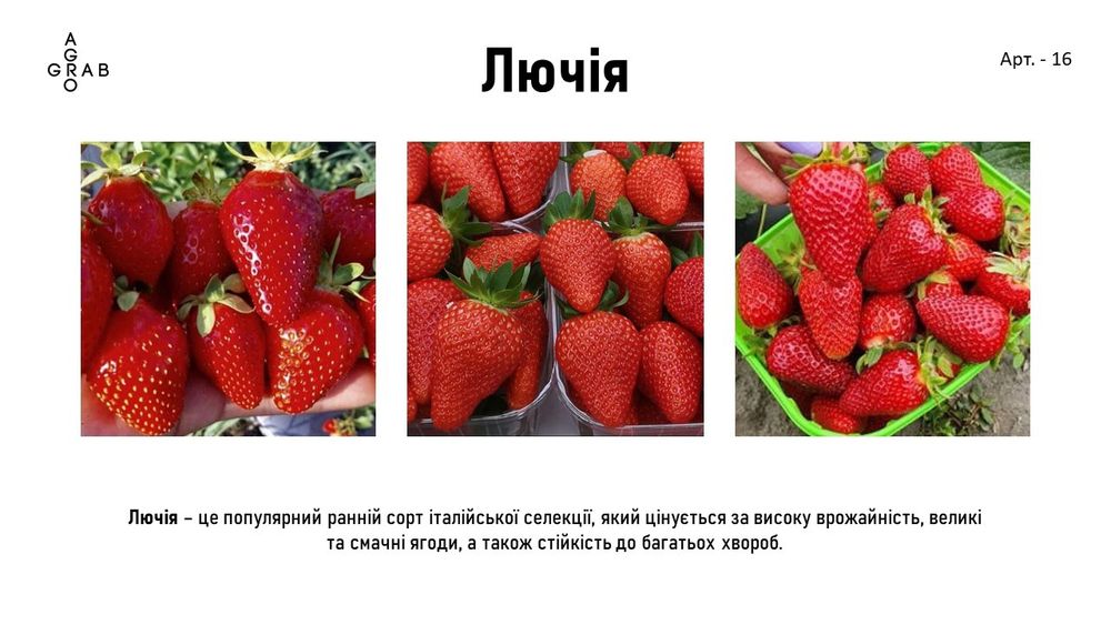 Саджанці полуниці