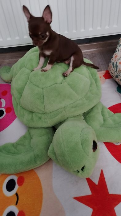 Chihuahua szczeniak